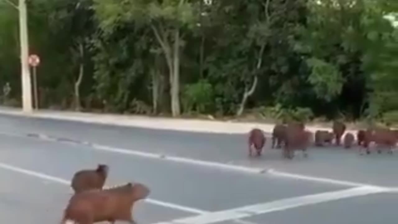 Capybaras waiting for the traffic, then crossing the road in Brazil