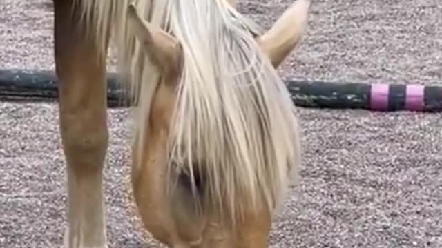 OMG So Cute Pets Best Funny animals New Videos 2021,