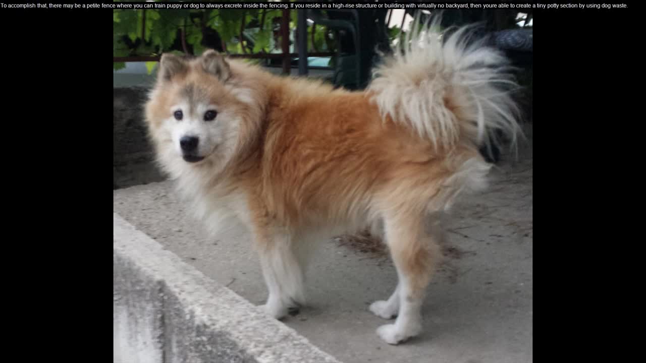 How To Train Puppy To Pee Outside - How To Potty Train A Puppy - How To House Train Your Dog