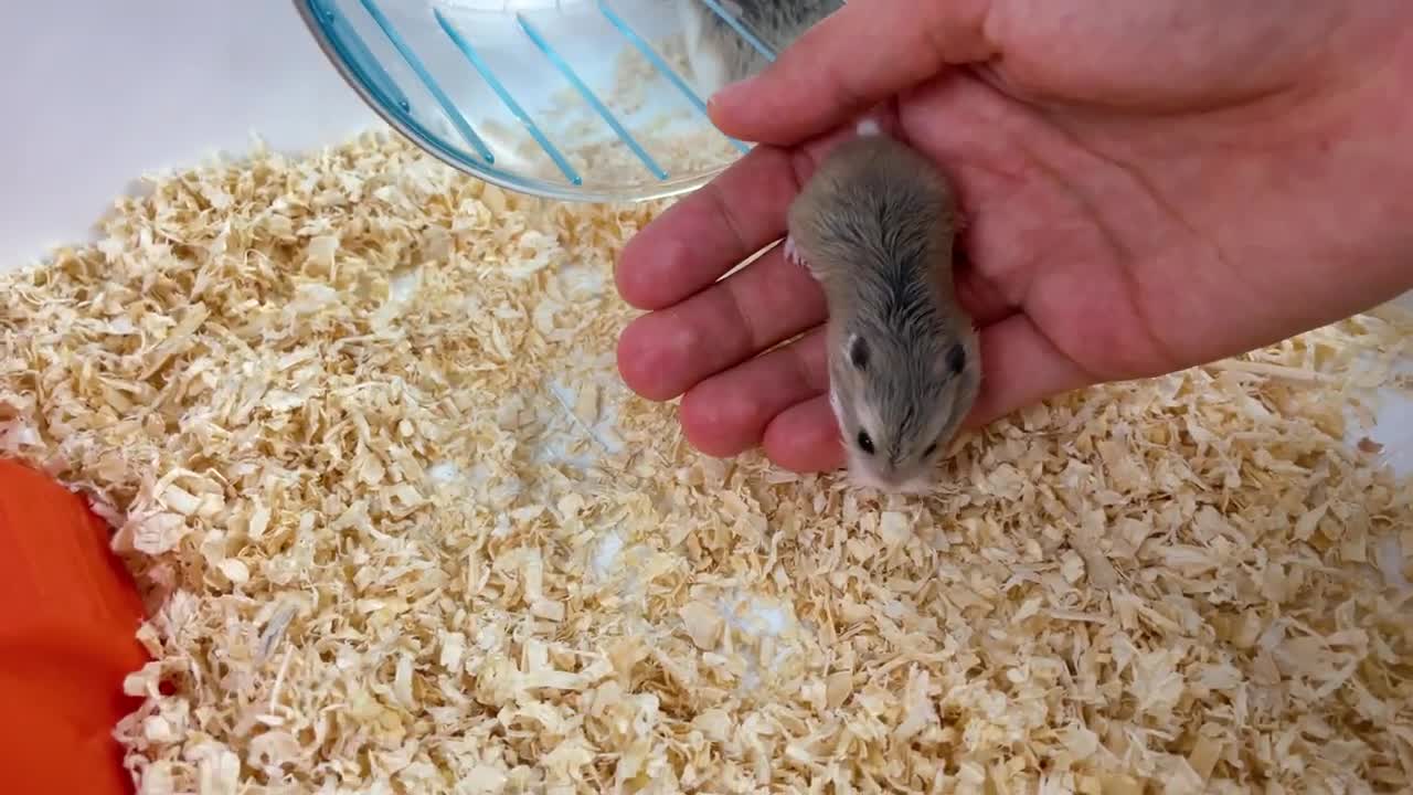 Little Hamster found a NEW Home 🐹 Made friends with Big Hamsters