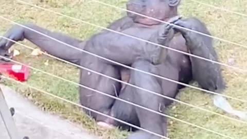 daily funny animals & cute pets viral videos --- Animals LOL Moments #funnyanimala #lol #funny