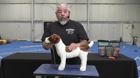 Hand Stacking Show Dogs