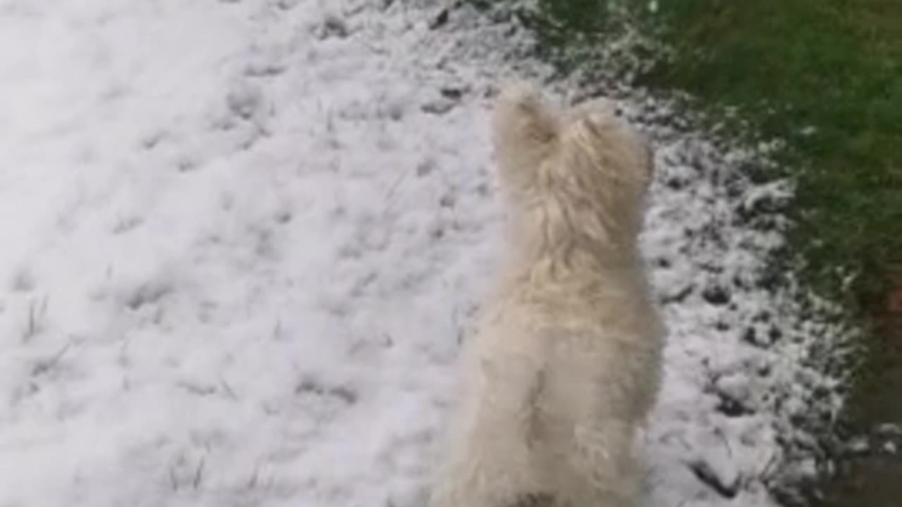 Adorable puppy sees snow for the very first time