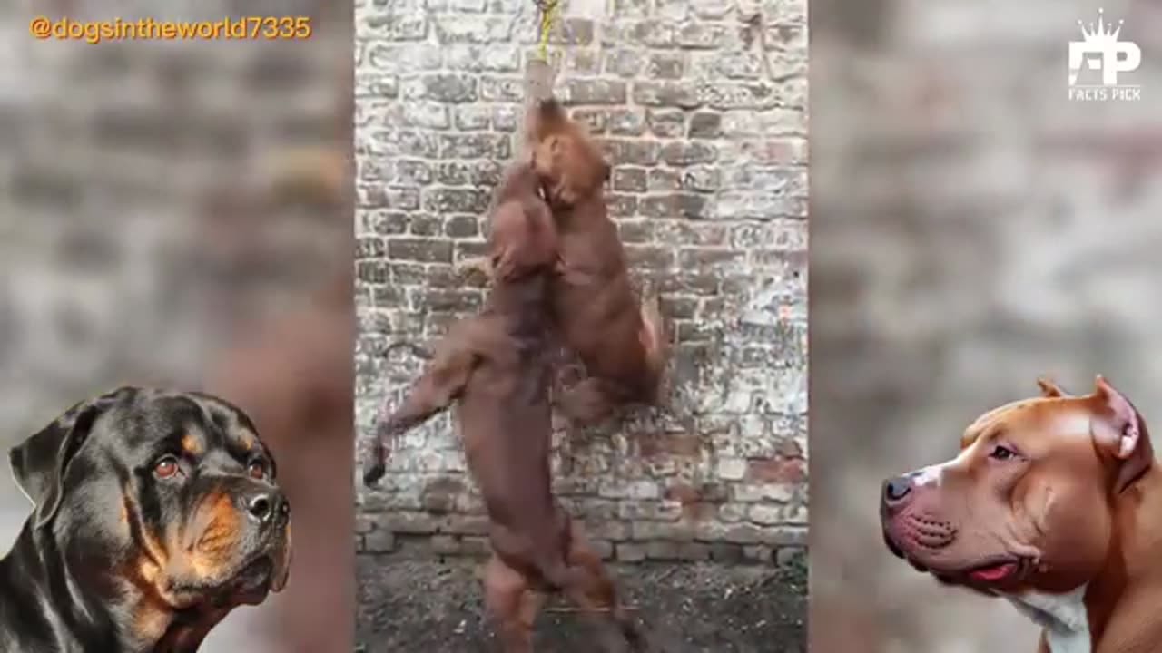 Rottweiler vs pitbull terrier pitbull