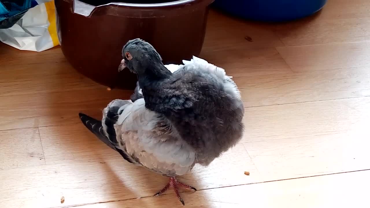 Freedom the rescue pigeon preening and being cute