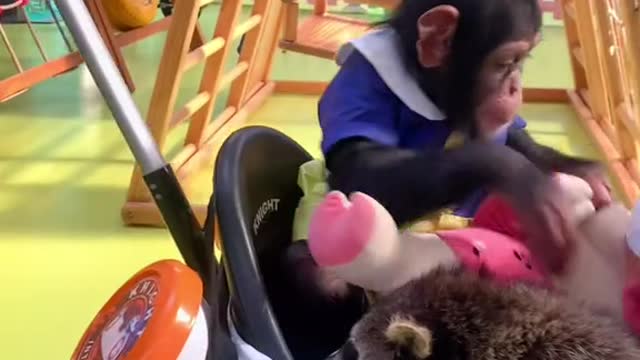 The friendship between the raccoon and the monkey