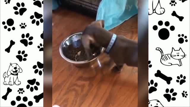 dog drops feed on the ground