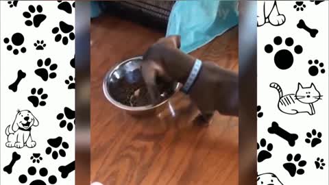 dog drops feed on the ground