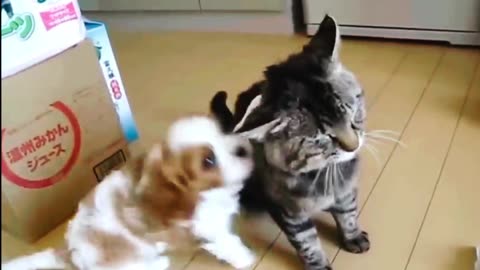 Funny cat and loving dog video