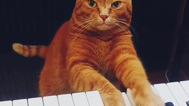 The cat and the piano