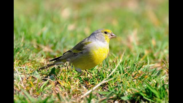 Alpine Citril Carduelis Citrinella