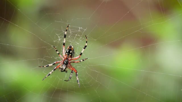 The Spider's interesting web-weaving method.