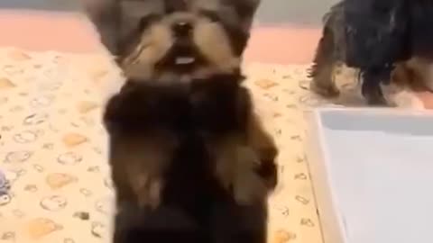 DOG DANCING