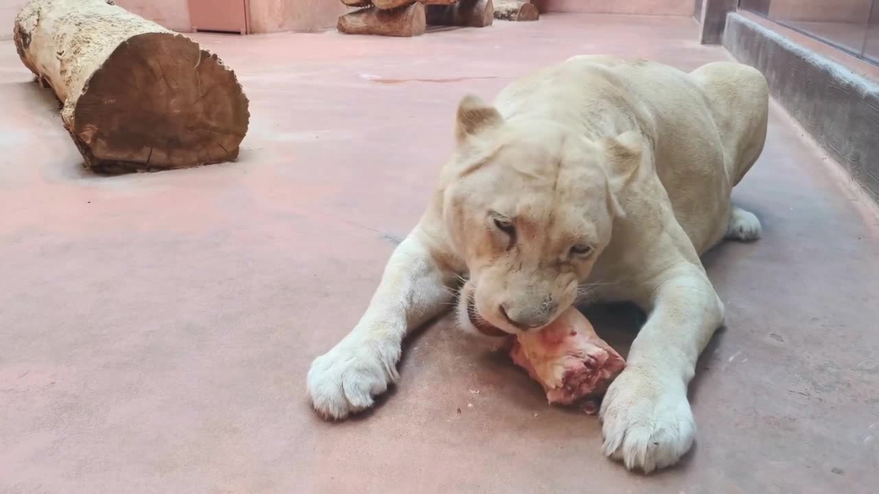 Lioness biting and chewing raw fresh meat. Eating delicious piece of meat