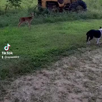 Baby Deer plays with Small Dog