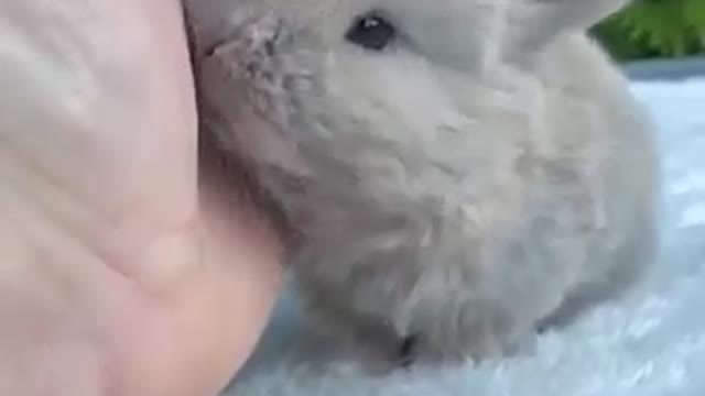 Cute playful rabbit