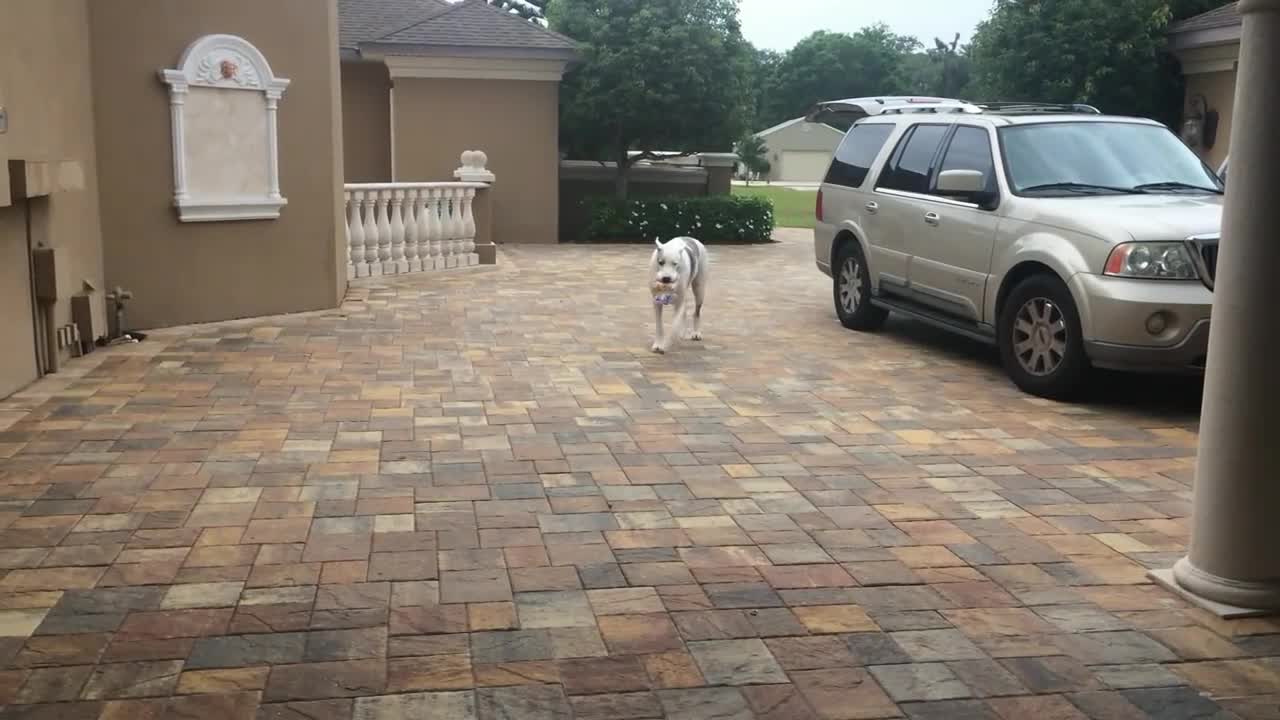 Max the Great Dane bringing in the groceries in slow motion