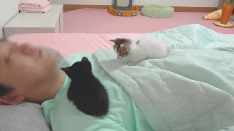 What Do Kittens Do While You Sleep