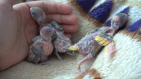 Watch 5 baby budgies growing day by day7