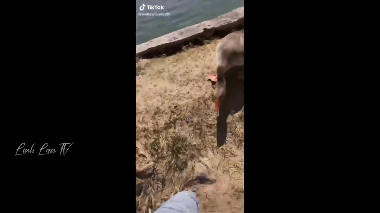 Compilation Des Moments Les Plus Drôles de l'année
