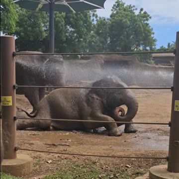 Elephants staying Cool!