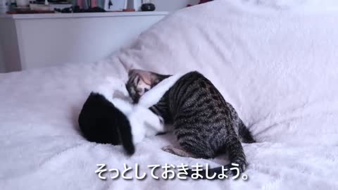 鮭のぬいぐるみで遊ぶ子猫にサーモンのお刺身を出してみたら…