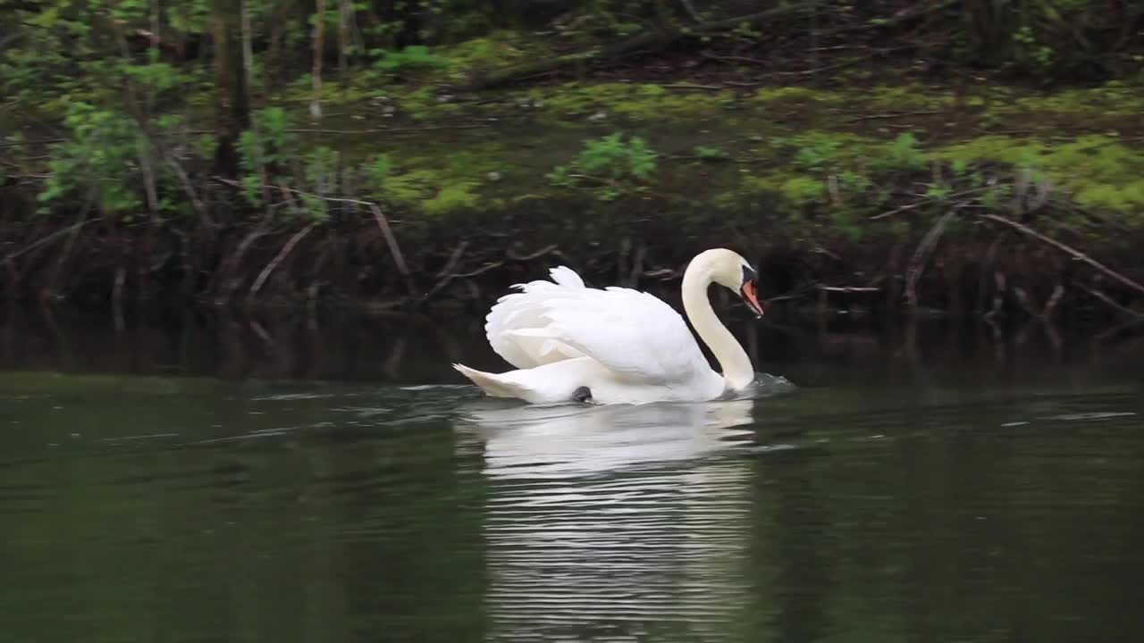 Lovely Swans Swimming Water Bird Fowl Waterfowl