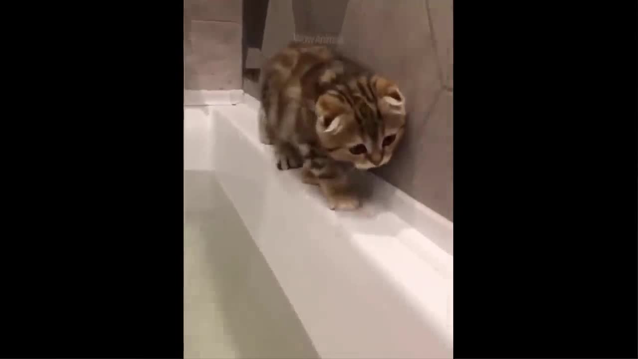 Funniest Cats, Dogs & Animals Videos🐶😻 #21
