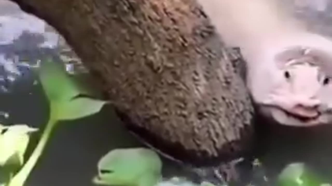 Animals Acting Strangely