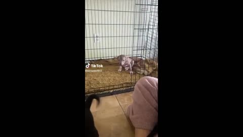 Funniest Animals Videos 2023 😹 Try Not To Laugh Funny Dogs And Cat 😁