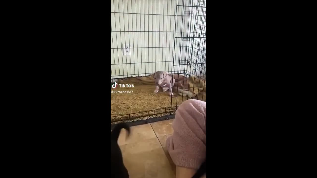 Funniest Animals Videos 2023 😹 Try Not To Laugh Funny Dogs And Cat 😁