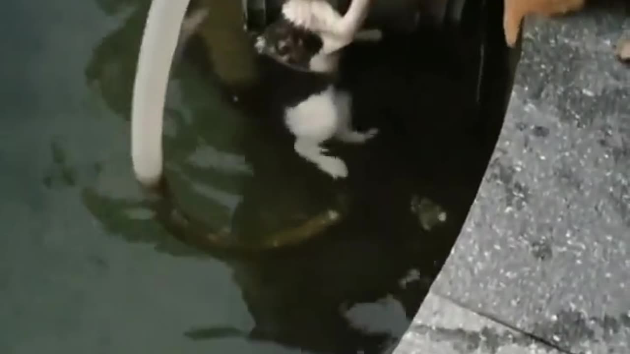 Dog Helps Cat Out of A Fountain While Human Records