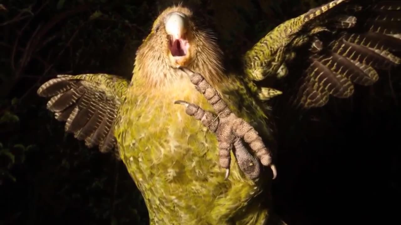 How The Kākāpō Will Soon Be Gone!