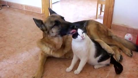 This German Shepherd Dog Loves the Cat So Much