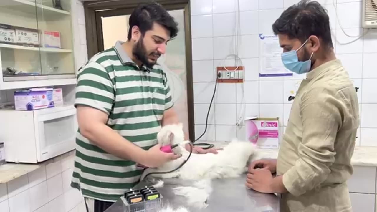 how to trim your cat_s hair _ Best trimmer for Cat _ Cat_s hair Fall