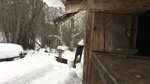 Avalanche of snow falls off my home in Ural