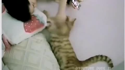 Funny and Cute Cats Videos #411