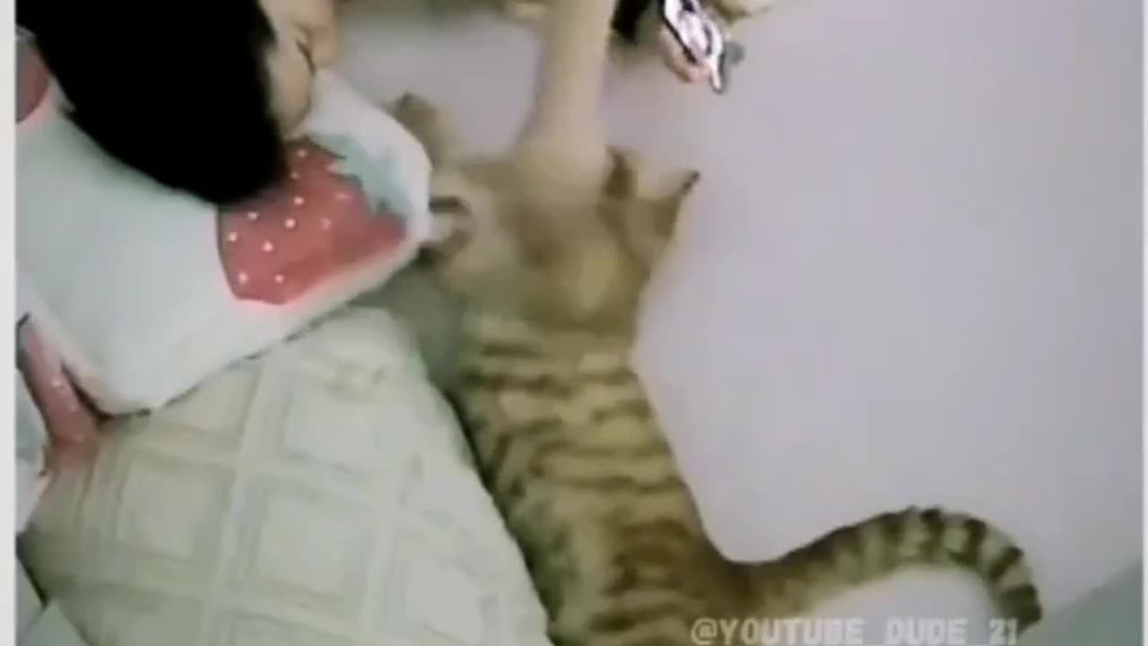 Funny and Cute Cats Videos #411