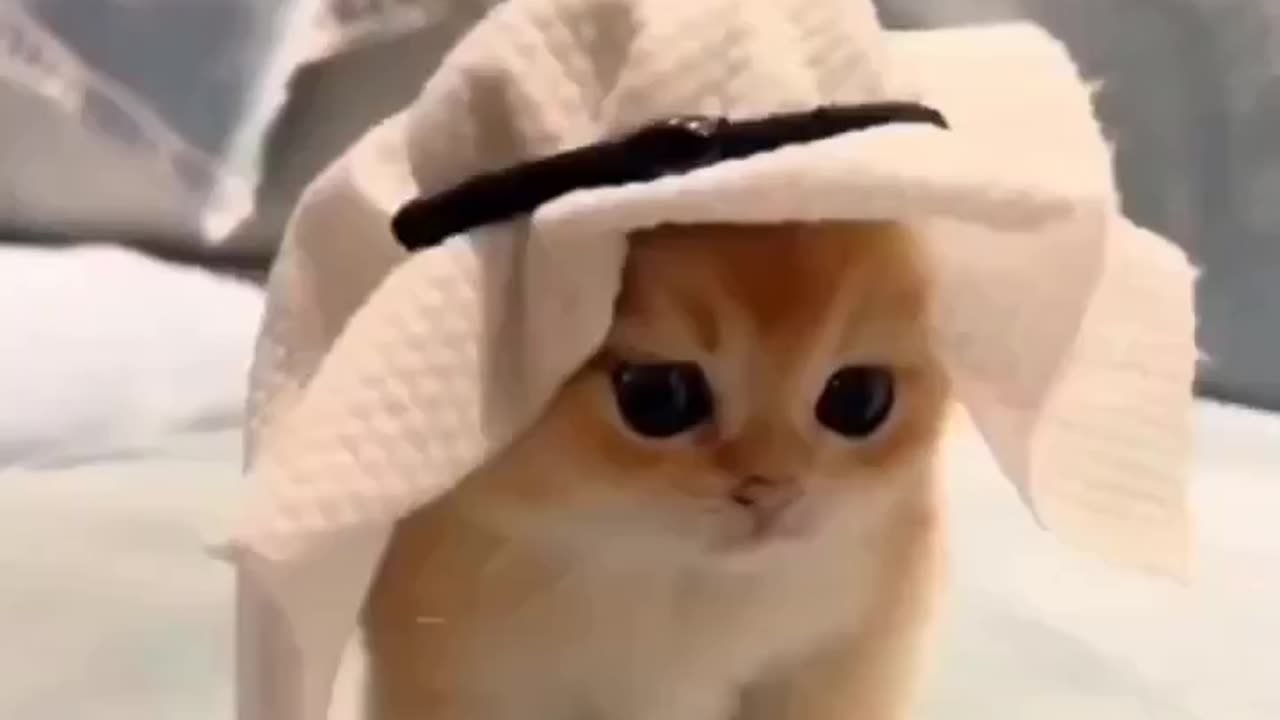 Cute cat on the small Hat