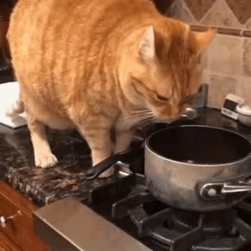 Cute Cat Gif