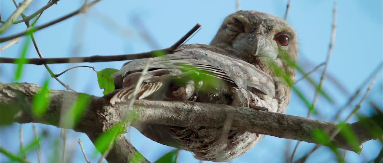 The magic of the Steve Irwin Wildlife Reserve | Wildlife Warriors Missions