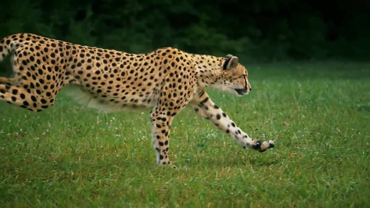 Cheetah Running In Slow Motion