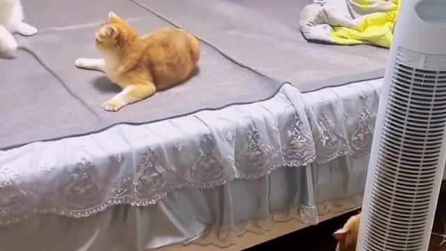 《人猫情未了3》#养猫的乐趣 #宠物的陪伴有多温暖 #铲屎官的乐趣 #是宠物更是家人 #最简单的幸福就是陪伴