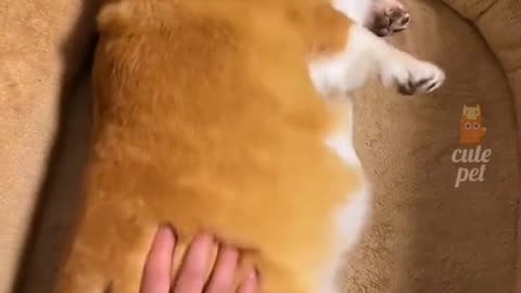 CUTE PETS