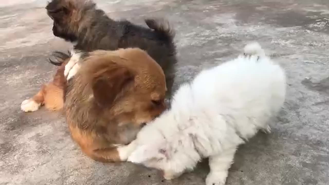 Cute puppies and funny dog😍😍