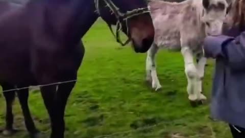 Donkey laughs at dog