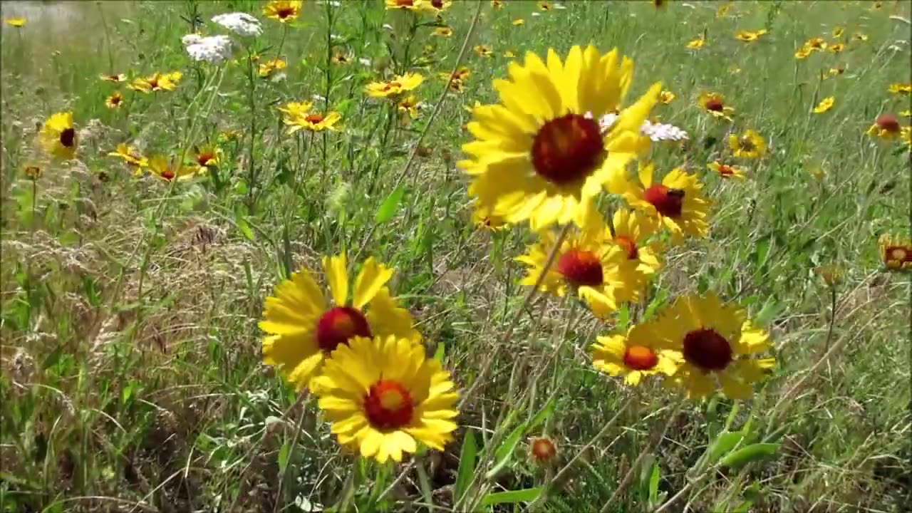 ❤️❤️FLOWERS CAN DANCE!!! Amazing nature❤️❤️