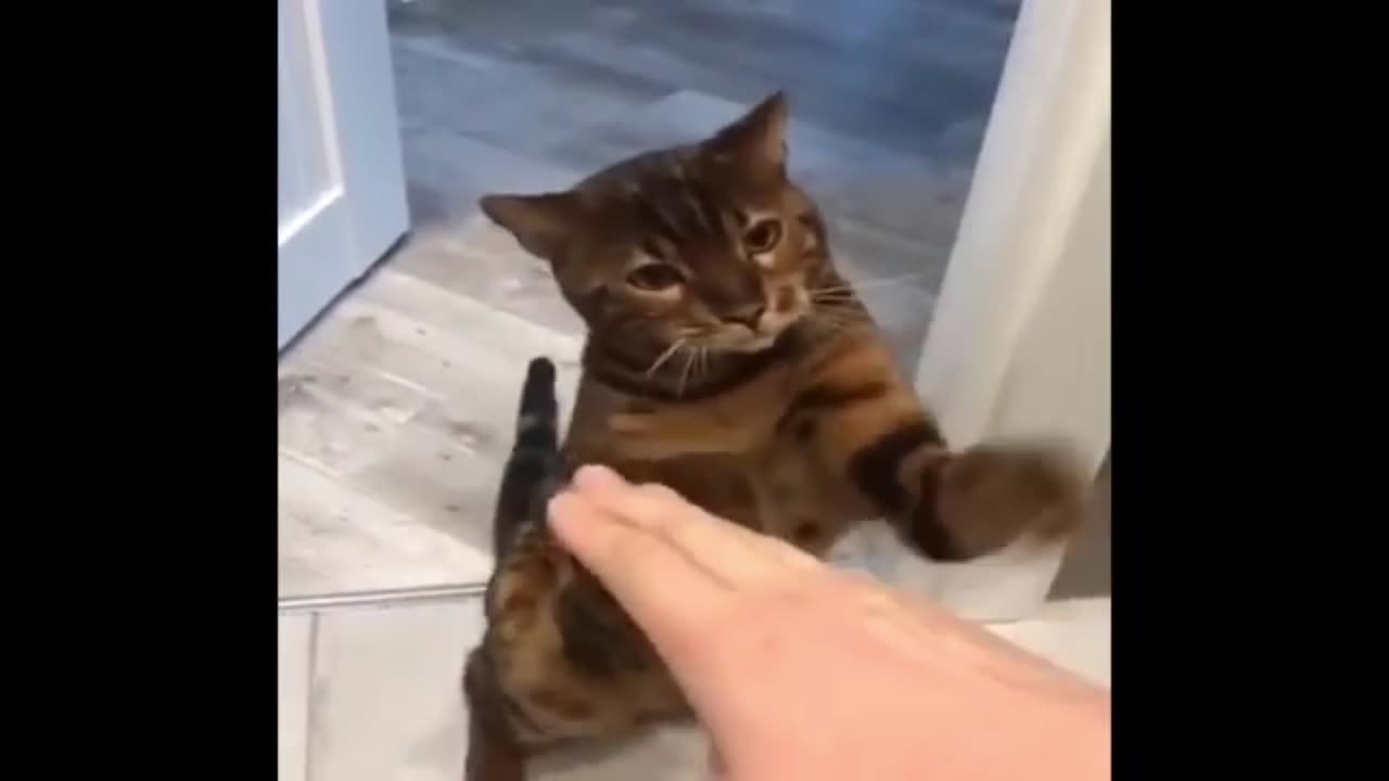 cat fighting funny videos