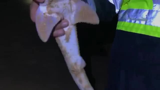Baby shark