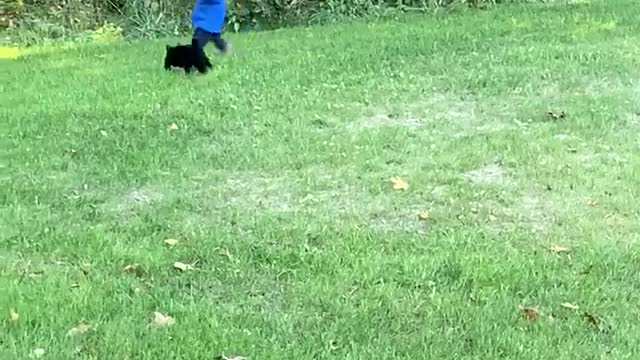 Cat Pounces on One-Year-Old Child